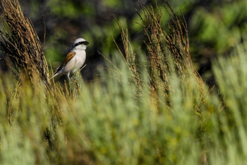 Pie grièche écorcheur mâle